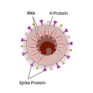 Schematic structure of the coronavirus  Vector illustration of the sars-cov-2 photo