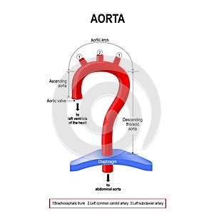 Schematic view of the aorta segments photo