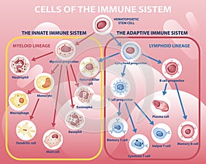 Scheme of appearance of cells of immune system photo
