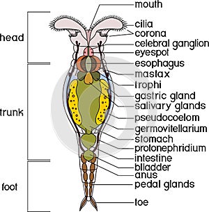 Scheme of bdelloid rotifer anatomy