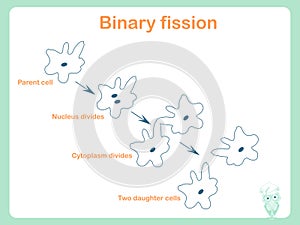 Scheme of Binary fission for school education