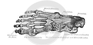 The scheme of bones of foot in the old book Meyers Lexicon, vol. 2, 1897, Leipzig