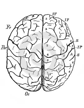 Scheme of brain in the old book The Encyclopaedia Britannica, vol. 1, by C. Blake, 1875, Edinburgh