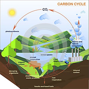 Scheme of the Carbon cycle, flats design