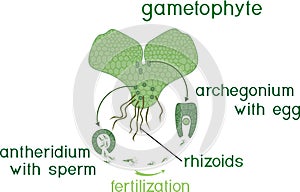 Scheme of fern sexual reproduction.