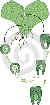 Scheme of fern sexual reproduction. Cycle of fertilisation fusion of gametes and zygote formation