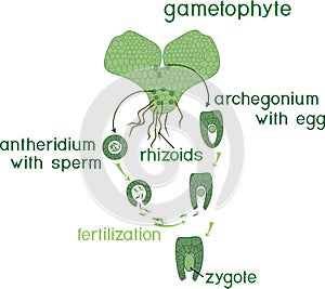 Scheme of fern sexual reproduction. Cycle of fertilisation fusion of gametes and zygote formation with titles photo