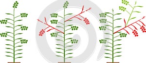 Scheme of formation determinate tomato varieties photo