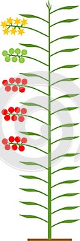 Scheme of Indeterminate tomato plant with green leaf, red tomatoes and yellow flowers