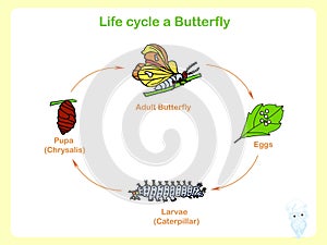Scheme of the Life cycle a butterfly photo