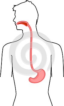 Scheme of location of esophagus and stomach in human body. Educational material for anatomy lesson