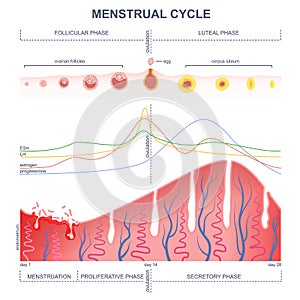 Scheme of the menstrual cycle