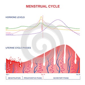 Scheme of the menstrual cycle