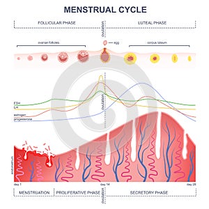 Sistema de ciclo 