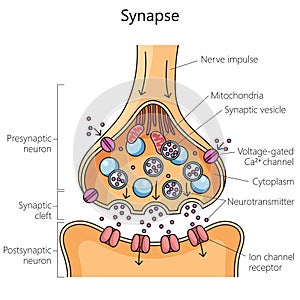 Scheme nerve synapse chemical synaptic connection