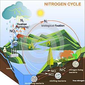 Scheme of the Nitrogen cycle illustration photo