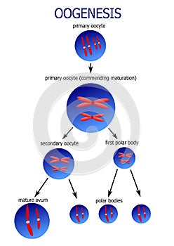 Scheme of ovogenesis photo