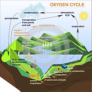 Scheme of the Oxygen cycle, flats design