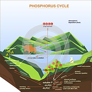 Scheme of the Phosphorus cycle, flats design