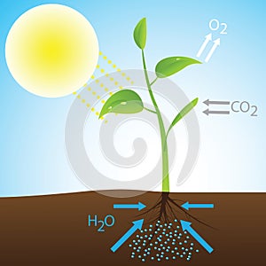 Scheme of photosynthesis