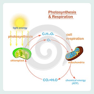 Scheme of Photosynthesis and Respiration, hand drawn biology