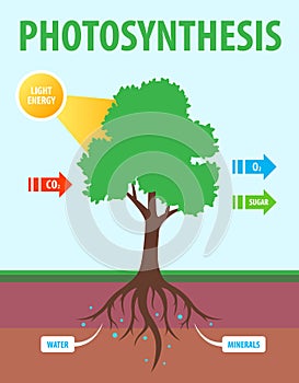 Scheme of photosynthesis of a tree