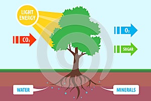 scheme of photosynthesis of a tree. conversion of carbon dioxide to oxygen.