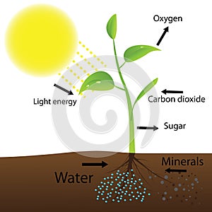 Scheme of photosynthesis photo