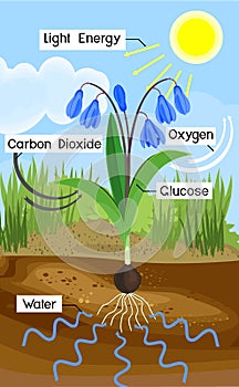 Scheme of plant photosynthesis on example of Siberian squill