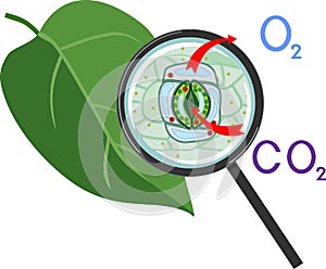 Scheme of plant respiration and stomatal complex of green leaf under magnifying glass