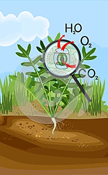 Scheme of plant transpiration and stomatal complex of green leaf of Arugula (Rucola or Rocket salad) plant