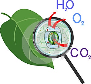 Scheme of plant transpiration and stomatal complex of green leaf under magnifying glass