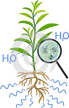 Scheme of plant transpiration and stomatal complex of green leaf under magnifying glass isolated on white