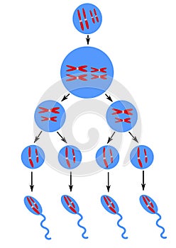 Scheme of spermatogenesis photo