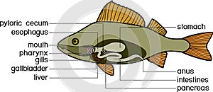 Scheme of structure of fish digestive system. Educational material with structure of perch Perca fluviatilis for biology lesson
