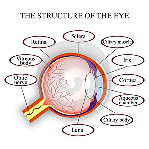 Scheme the structure of the human eye. Vector illustration.