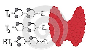 Scheme of Thyroid function. Structural chemical formulas of thyroid hormones