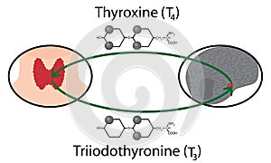 Scheme of Thyroid function. Structural chemical formulas of thyroid hormones