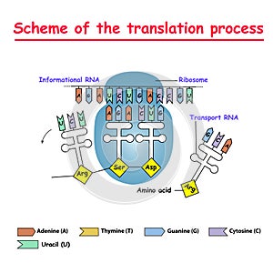 Scheme of the translation process. syntesis of mRNA from DNA in the nucleus. The mRNA decoding ribosome by binding of complementa photo