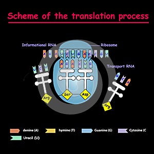 Scheme of the translation process. syntesis of mRNA from DNA in the nucleus. The mRNA decoding ribosome by binding of complementar