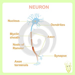 Scheme of typical anatomy neuron structure for school education stock vector illustration