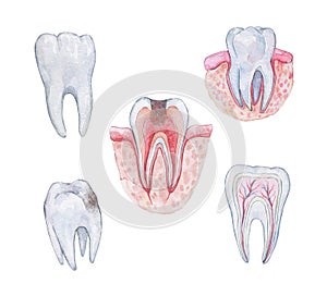 Schemes of  healthy tooth anatomy in a cross section and cavity