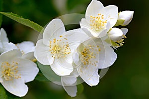 Schersmin flowers