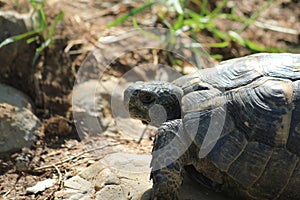 SchildkrÃ¶te