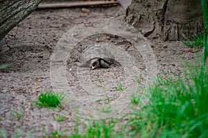 SchildkrÃ¶te schleicht zum wasser