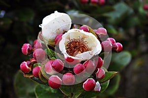 Schima Brevifolia, the flora on Mount Kinabalu