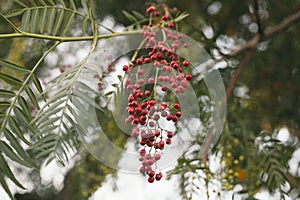 Schinus molle. California pepper tree. Peruvian pepper tree texture and background.