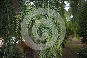 Schinus molle foliage