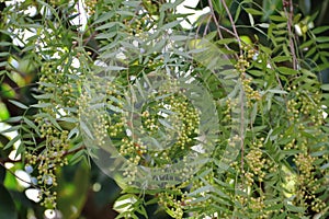 Schinus molle known in South America as a pepper tree
