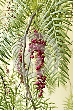 Schinus molle, pink pepper fruits on tree branches